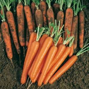 Сопрано F1 - морква, 100 000 насінин, калібровані, Nickerson Zwaan фото, цiна